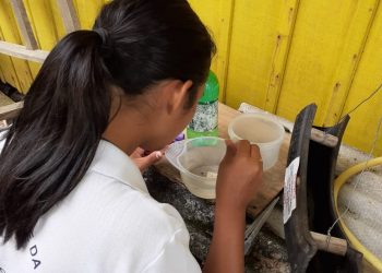 Nove focos de dengue já foram identificados em São João Batista