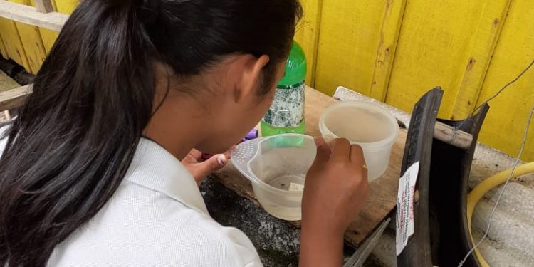 Nove focos de dengue já foram identificados em São João Batista