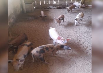 Leitões são furtados de sitio na Ribanceira, em São João Batista