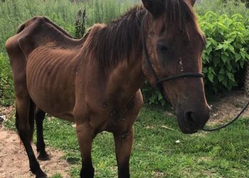 Cavalo vítima de maus-tratos é resgatado, em Tijucas