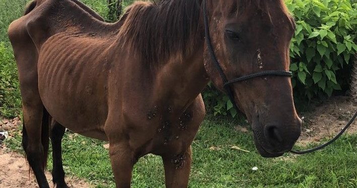 Cavalo vítima de maus-tratos é resgatado, em Tijucas