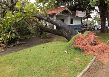 Árvore que caiu na Praça Capitão Amorim é retirada