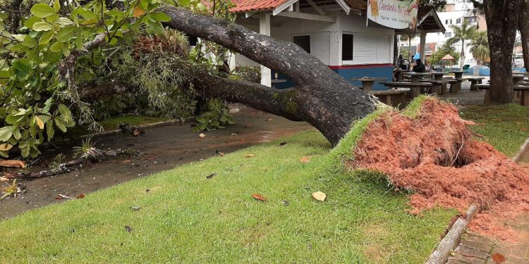 Árvore que caiu na Praça Capitão Amorim é retirada
