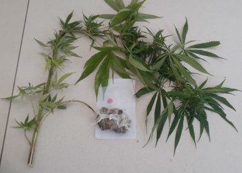 Polícia encontra pé de maconha e ecstasy após denúncia, em São João Batista