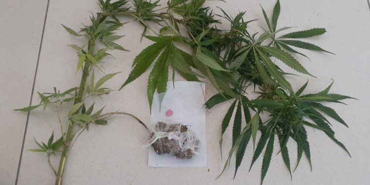 Polícia encontra pé de maconha e ecstasy após denúncia, em São João Batista