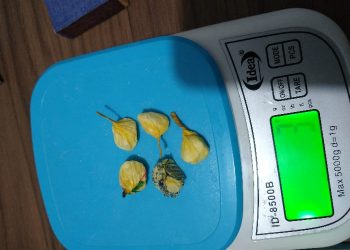 Drogas são apreendidas no bairro Carmelo, em São João Batista