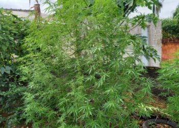 Polícia encontra plantação de maconha, em São João Batista