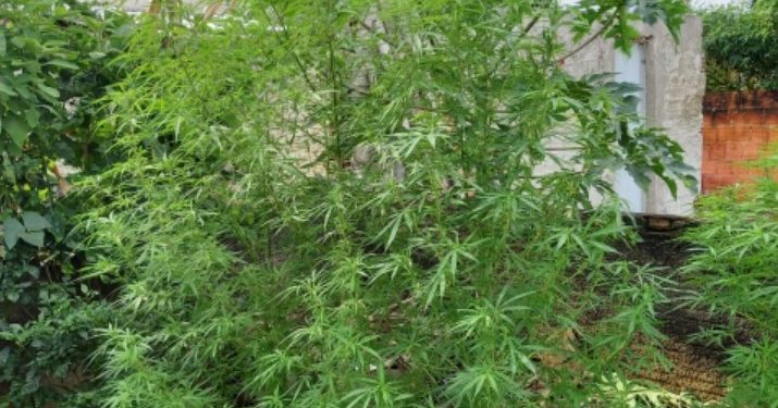 Polícia encontra plantação de maconha, em São João Batista