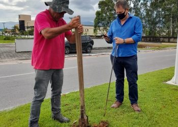 Ruas de São João Batista serão arborizadas com Ipês