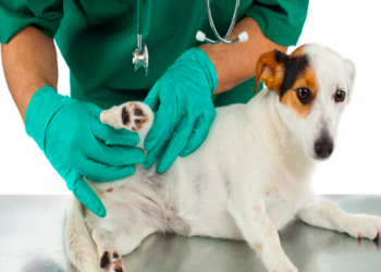 Prefeitura de Tijucas vai implantar sala de castração de pequenos animais