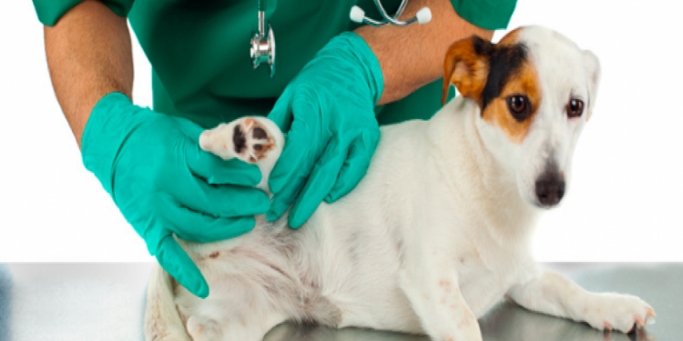 Prefeitura de Tijucas vai implantar sala de castração de pequenos animais