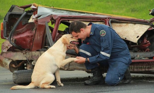 Bombeiros tem mais uma dupla formada por bombeiro e cão certificada