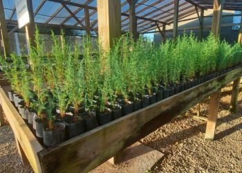 Sisam disponibiliza gratuitamente à comunidade mais de duas mil mudas