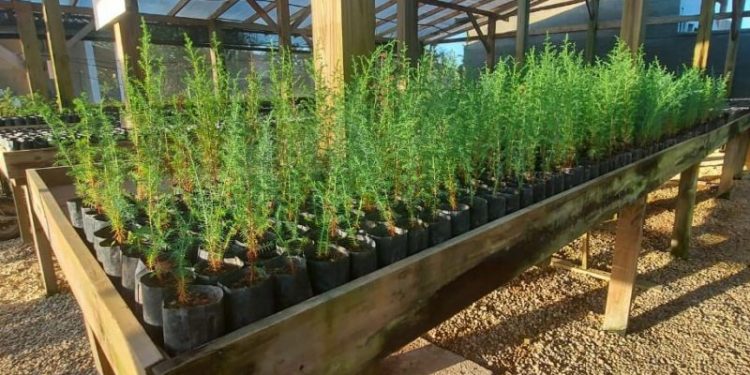 Sisam disponibiliza gratuitamente à comunidade mais de duas mil mudas