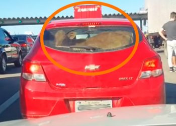 Veículo é flagrado transportando bezerro em rodovia