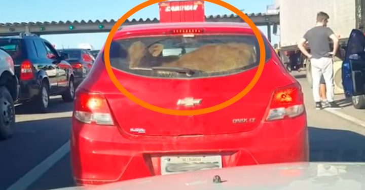 Veículo é flagrado transportando bezerro em rodovia