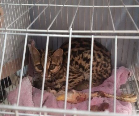 Gato-maracajá é recolhido em São João Batista