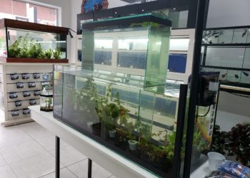 Aquário e Música? São João Batista ganha loja diferenciada