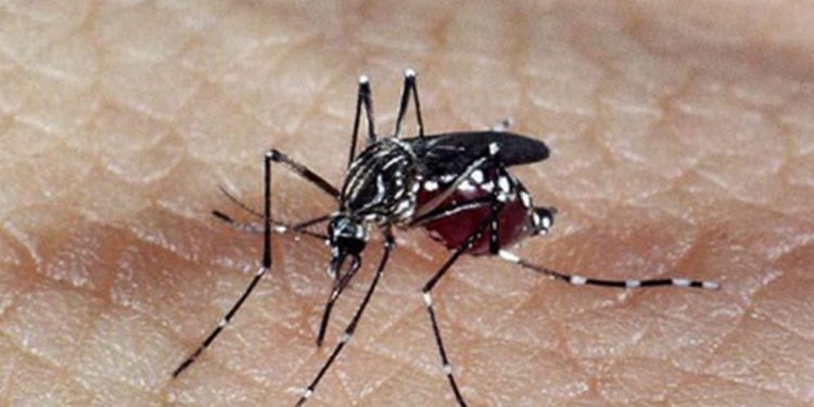 São João Batista registra primeiro caso autóctone de dengue