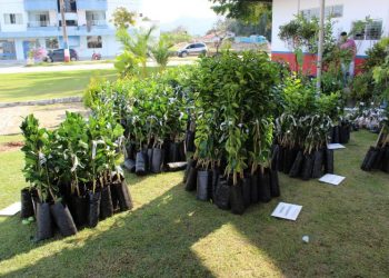 SJB terá feira de mudas frutíferas nos dias 7 e 8 de julho