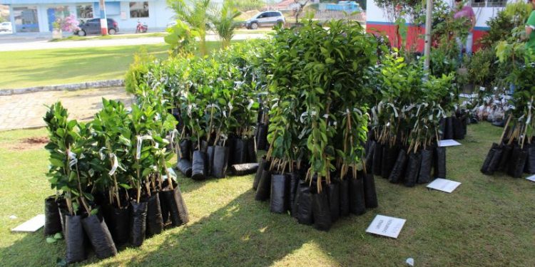 SJB terá feira de mudas frutíferas nos dias 7 e 8 de julho