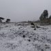 Santa Catarina registra neve e chuva congelada na Serra