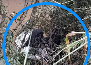 Motorista perde a direção e carro cai de ponte, na SC-410