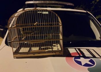 Polícia encontra gaiola e passarinho silvestre em operação, em Major Gercino