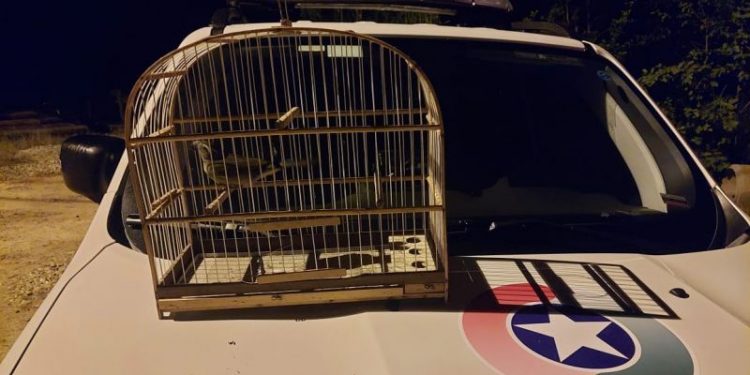 Polícia encontra gaiola e passarinho silvestre em operação, em Major Gercino