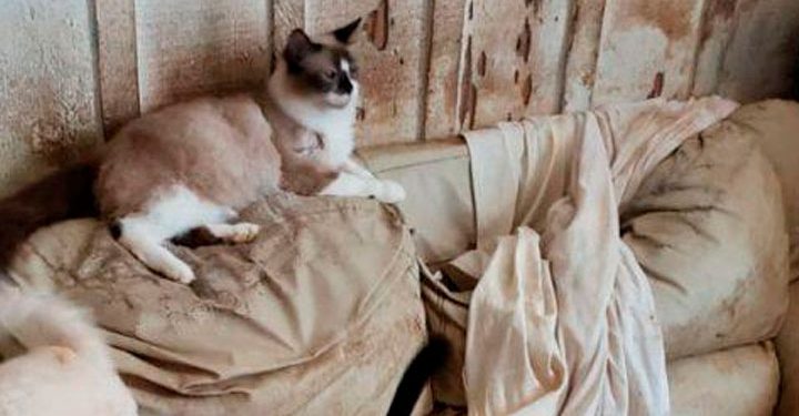 Idosa é presa por maus trato contra animais em São João Batista. Foram resgatados 24 gatos