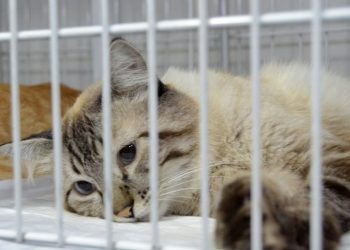 Restam poucas vagas para o Mutirão de Castração de Cães e Gatos