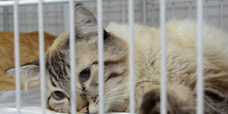 Restam poucas vagas para o Mutirão de Castração de Cães e Gatos