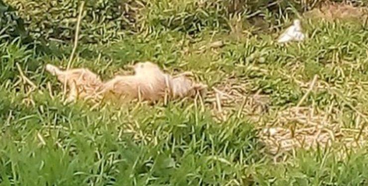 Com cacos de vidro na comida, cinco cães são mortos em Tijucas