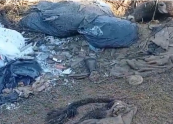 Novilhos furtados em Canelinha são encontrados mortos