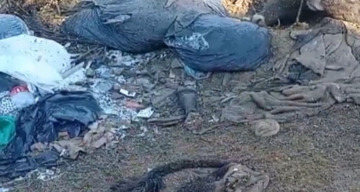 Novilhos furtados em Canelinha são encontrados mortos