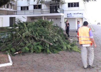Secretaria de Infraestrutura de SJB diz que não vai mais recolher galhadas