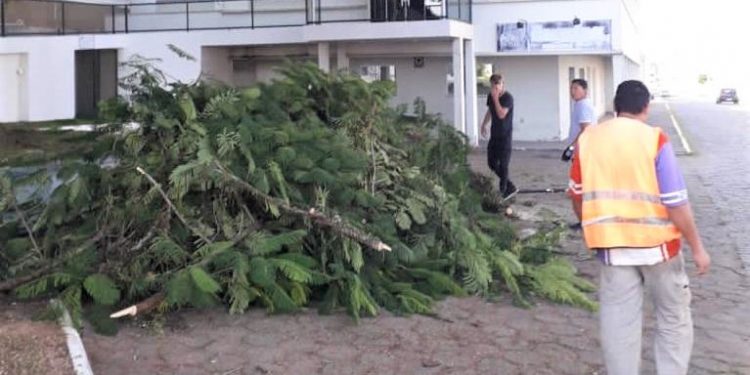 Secretaria de Infraestrutura de SJB diz que não vai mais recolher galhadas