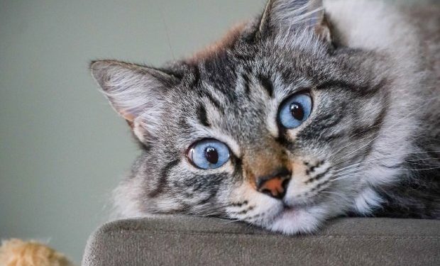 Sancionada lei que prevê controle populacional de animais domésticos em SC