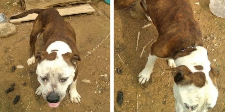 Cão vítima de maus tratos é resgatado pela Polícia Militar, em Major Gercino