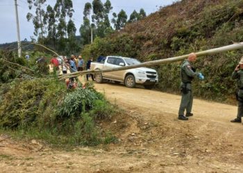 Motociclista morre ao ser atingido por eucalipto