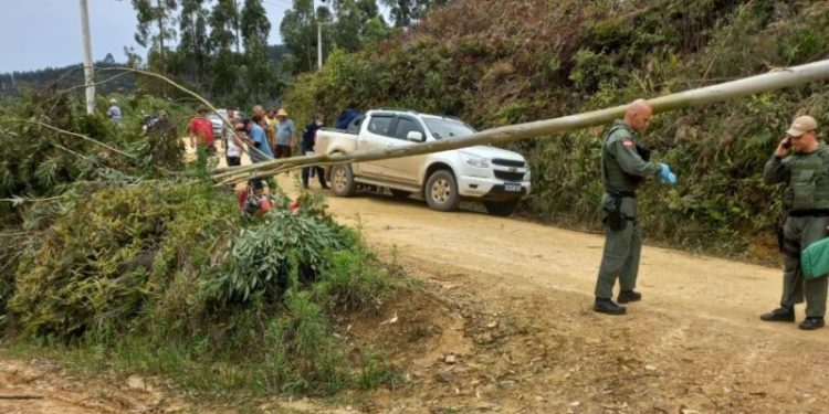 Motociclista morre ao ser atingido por eucalipto