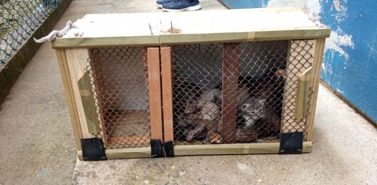 Caixa com sete gatos é abandonada em posto de saúde de Major Gercino