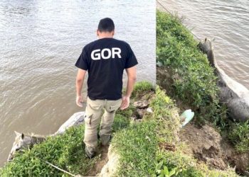 Cavalo é resgatado após cair no Rio Tijucas