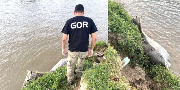 Cavalo é resgatado após cair no Rio Tijucas