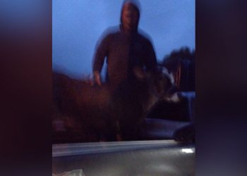 Animal furtado é recuperado antes de ser morto por ladrões