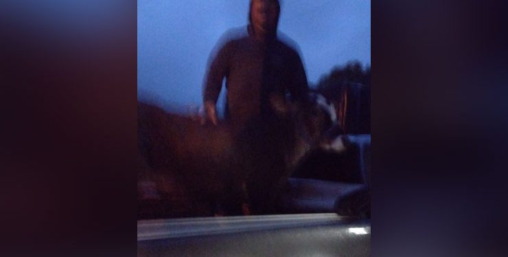 Animal furtado é recuperado antes de ser morto por ladrões