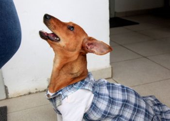 Lei sobre transporte de pets em ônibus intermunicipais já está em vigor