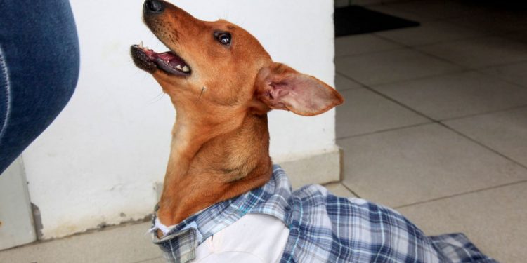 Lei sobre transporte de pets em ônibus intermunicipais já está em vigor