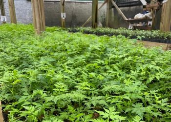 Sisam disponibiliza gratuitamente à comunidade mais de cinco mil mudas