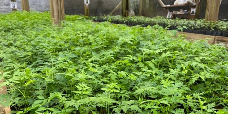 Sisam disponibiliza gratuitamente à comunidade mais de cinco mil mudas